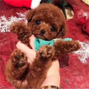 NICOO robotic puppy