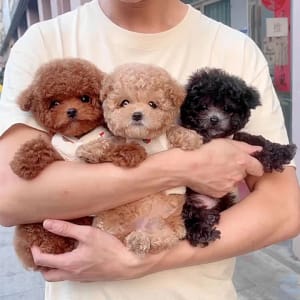 NICOO robotic puppy