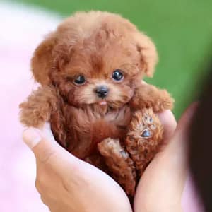NICOO robotic puppy